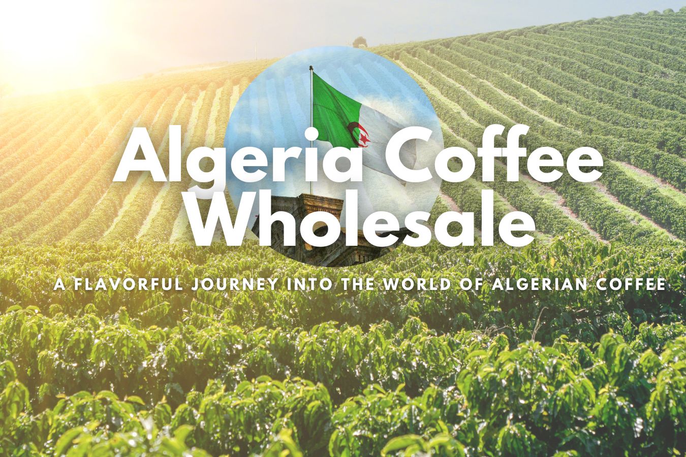 Algeria Coffee Wholesale A Flavorful Journey into the World of Algerian Coffee