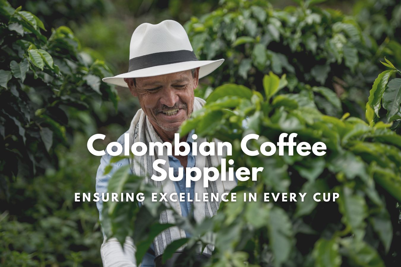 Colombian Coffee Supplier Ensuring Excellence in Every Cup