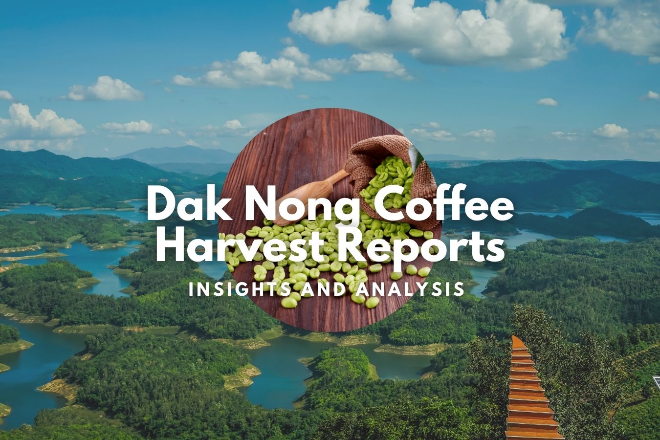 Dak Nong Coffee Harvest Reports Insights and Analysis
