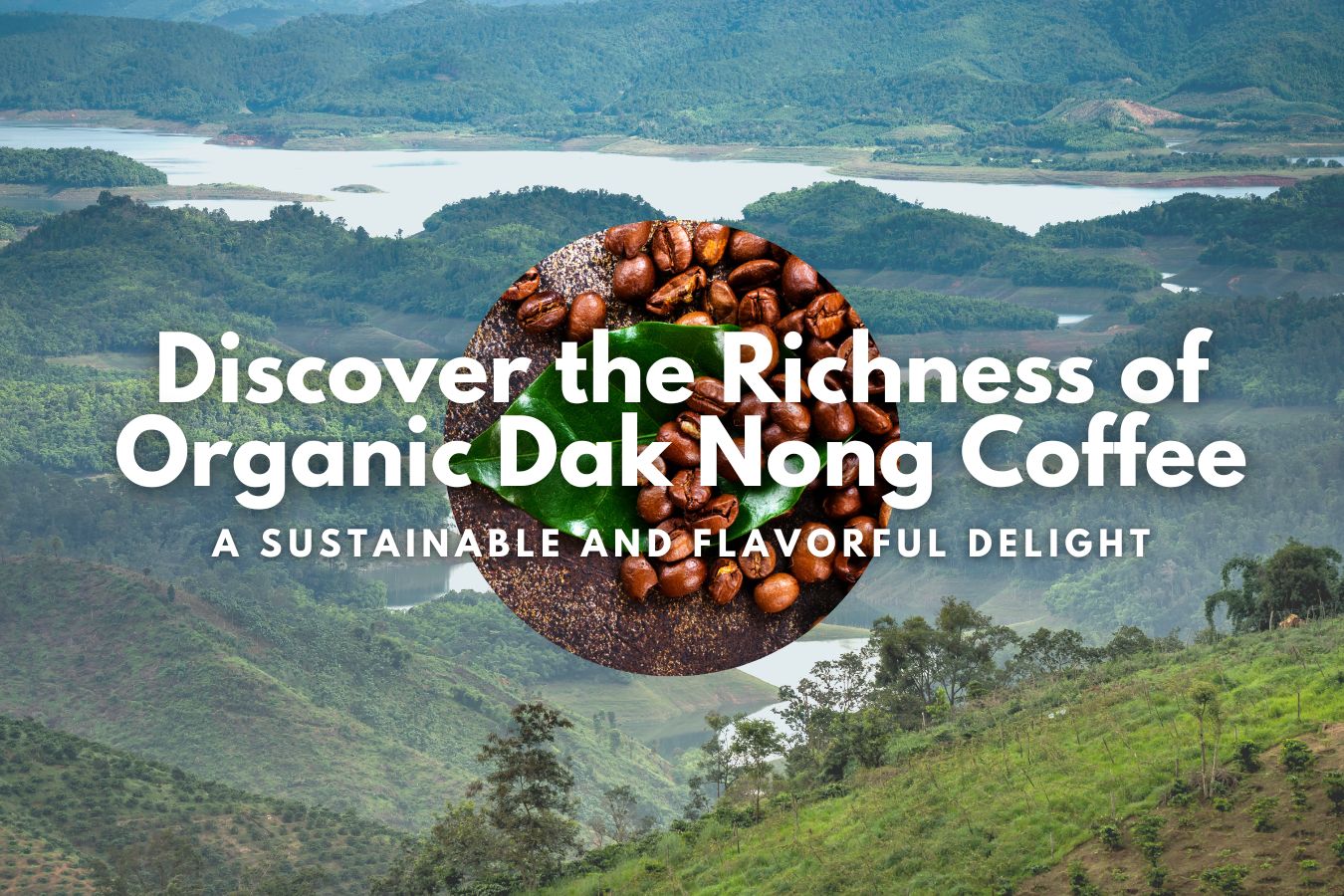 Discover the Richness of Organic Dak Nong Coffee A Sustainable and Flavorful Delight