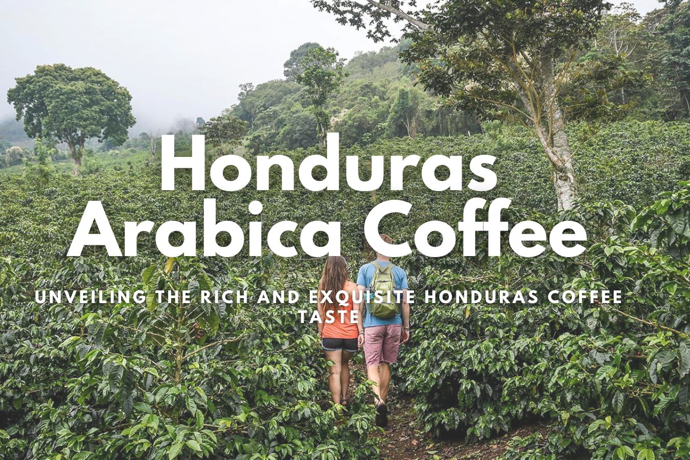 Honduras Arabica Coffee Unveiling the Rich and Exquisite Honduras Coffee Taste