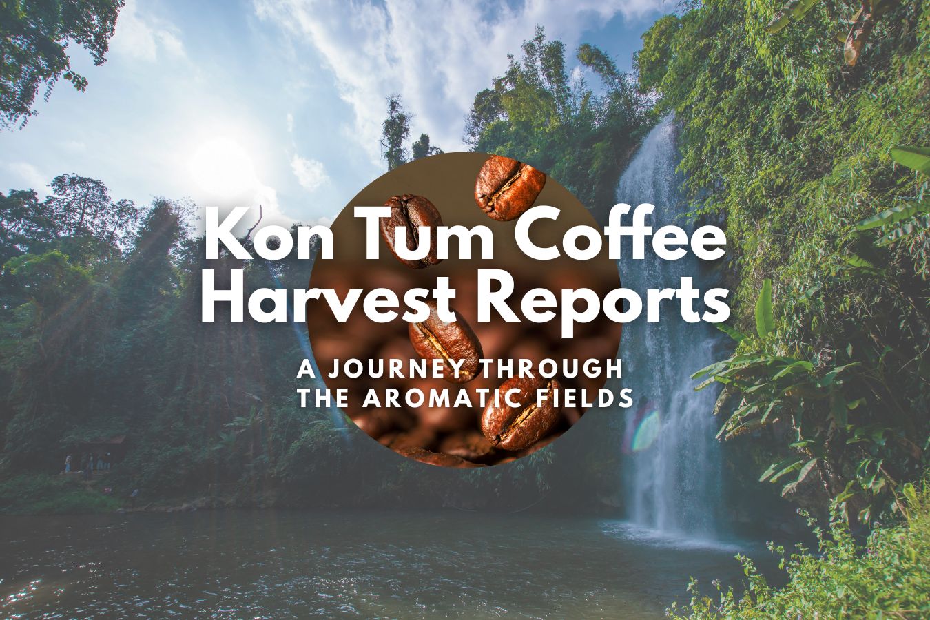 Kon Tum Coffee Harvest Reports: A Journey through the Aromatic Fields