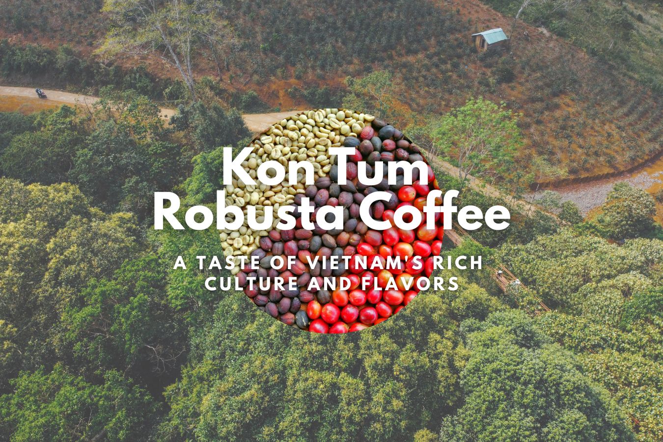 Kon Tum Robusta Coffee: A Taste of Vietnam's Rich Culture and Flavors