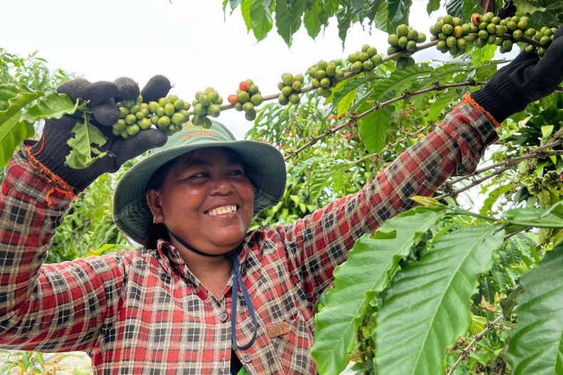 Lam Dong Coffee Farms Unveiling Vietnam's Coffee Paradise