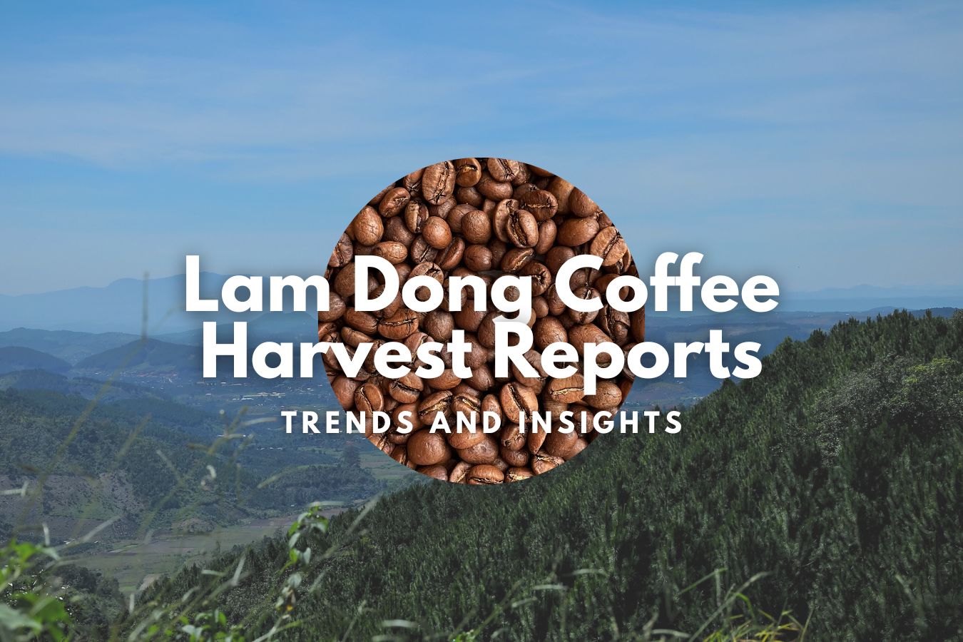 Lam Dong Coffee Harvest Reports Trends and Insights