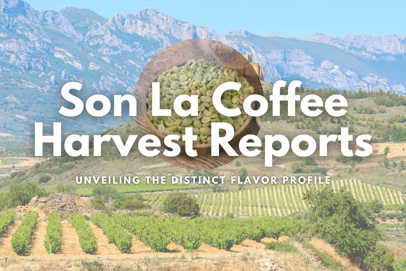 Son La Coffee Harvest Reports Unveiling the Distinct Flavor Profile
