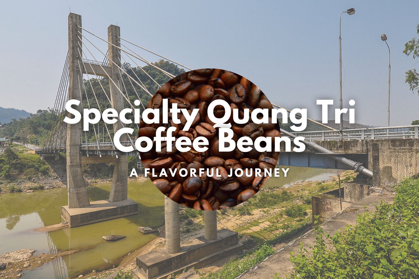 Specialty Quang Tri Coffee Beans: A Flavorful Journey