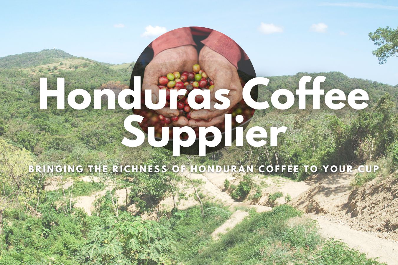 The Best Honduras Coffee Supplier Bringing the Richness of Honduran Coffee to Your Cup