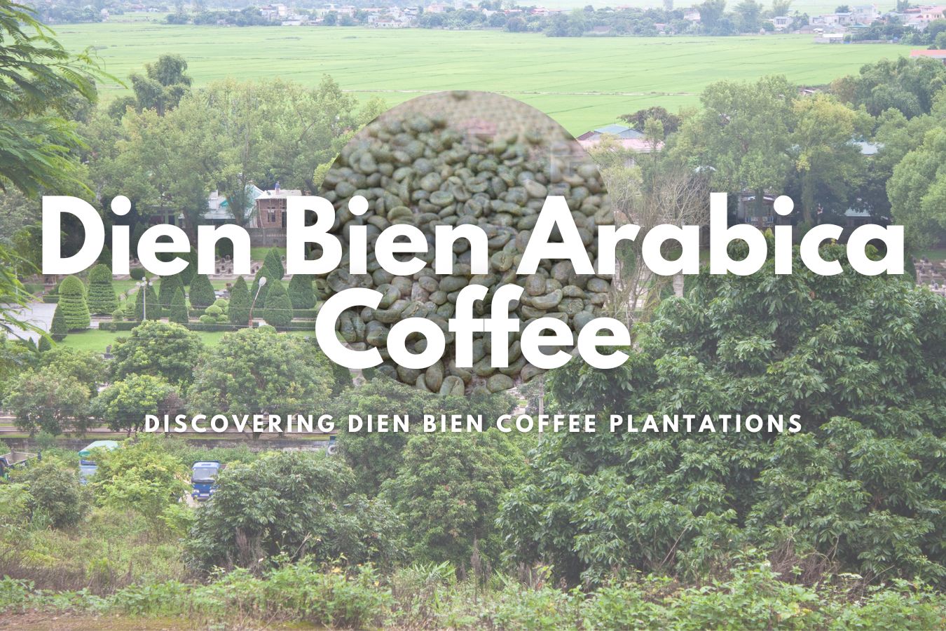 The Rich Flavor of Dien Bien Arabica Coffee Discovering Dien Bien Coffee Plantations