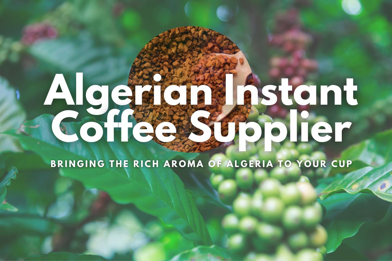 Algerian Instant Coffee Supplier: Bringing the Rich Aroma of Algeria to Your Cup