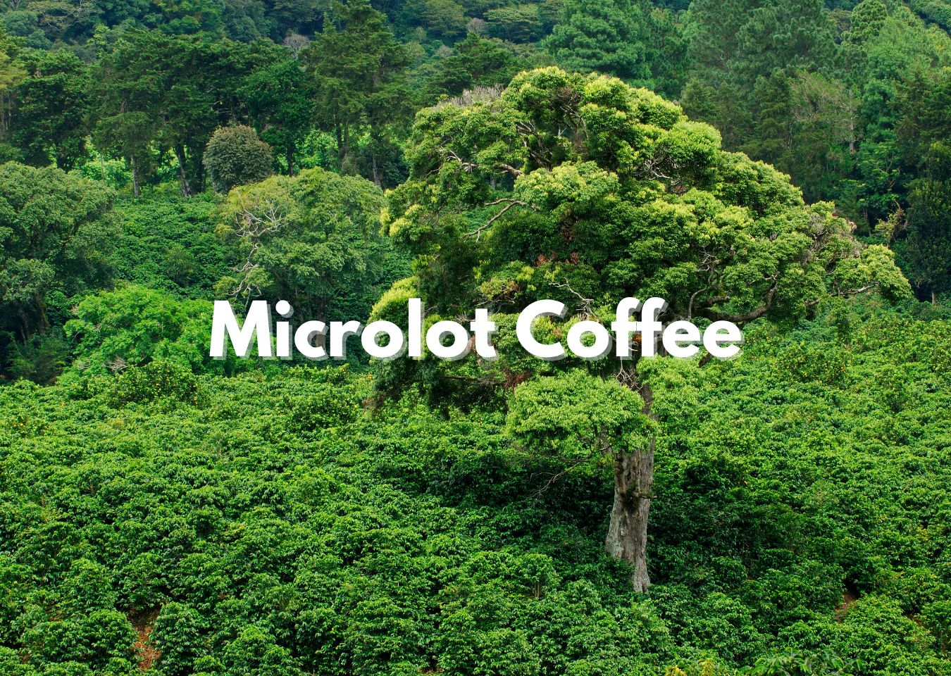 Microlot Coffee