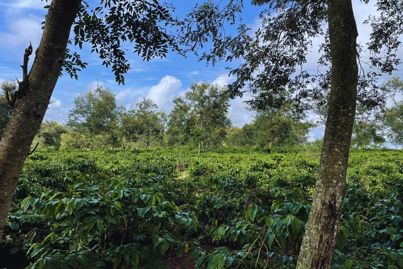 Drones in Coffee Farming Helena Coffee's Innovative Technology (1)ư