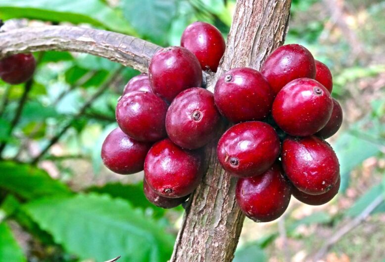 robusta-coffee-history-and-biodiversity-of-robusta