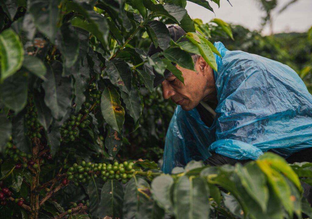 Arabica's coffee Land, Colombia