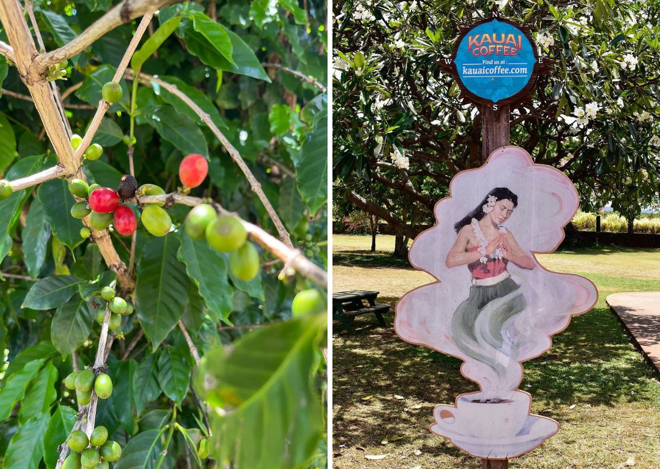 Kauai coffee Discover Kauai Coffee beans and rich coffee brewing methods from the world of Kauai Coffee