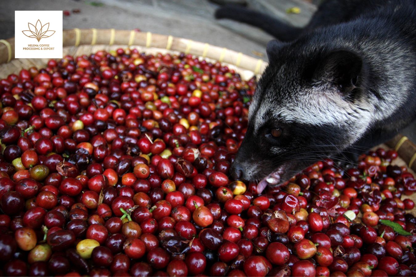 most expensive coffee kopi luwak : luwak coffee the opulence dive into the history coffees