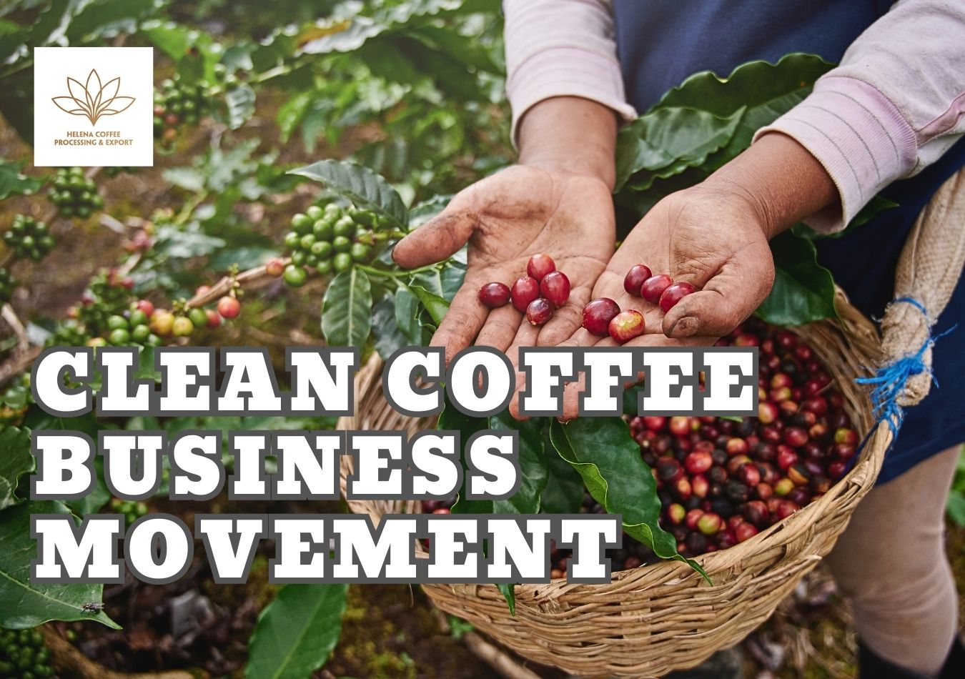 The Coffee Movement