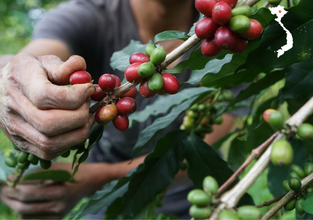  Vietnam - The Land of coffee Robusta