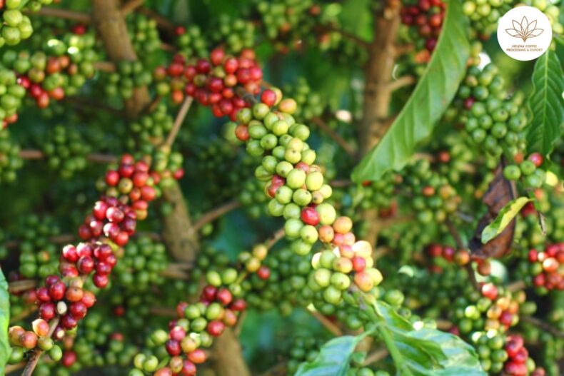 Coffee prices on December 20 2023
