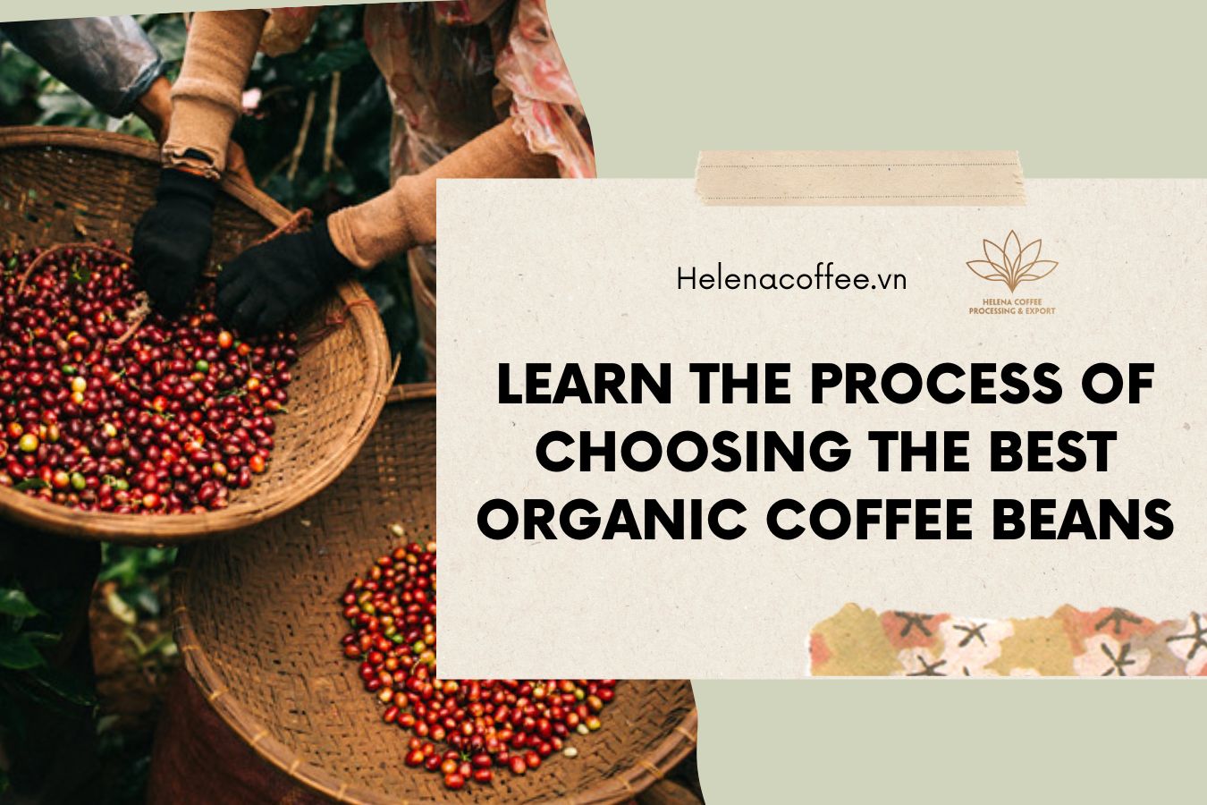 The Best Organic Coffee Beans
