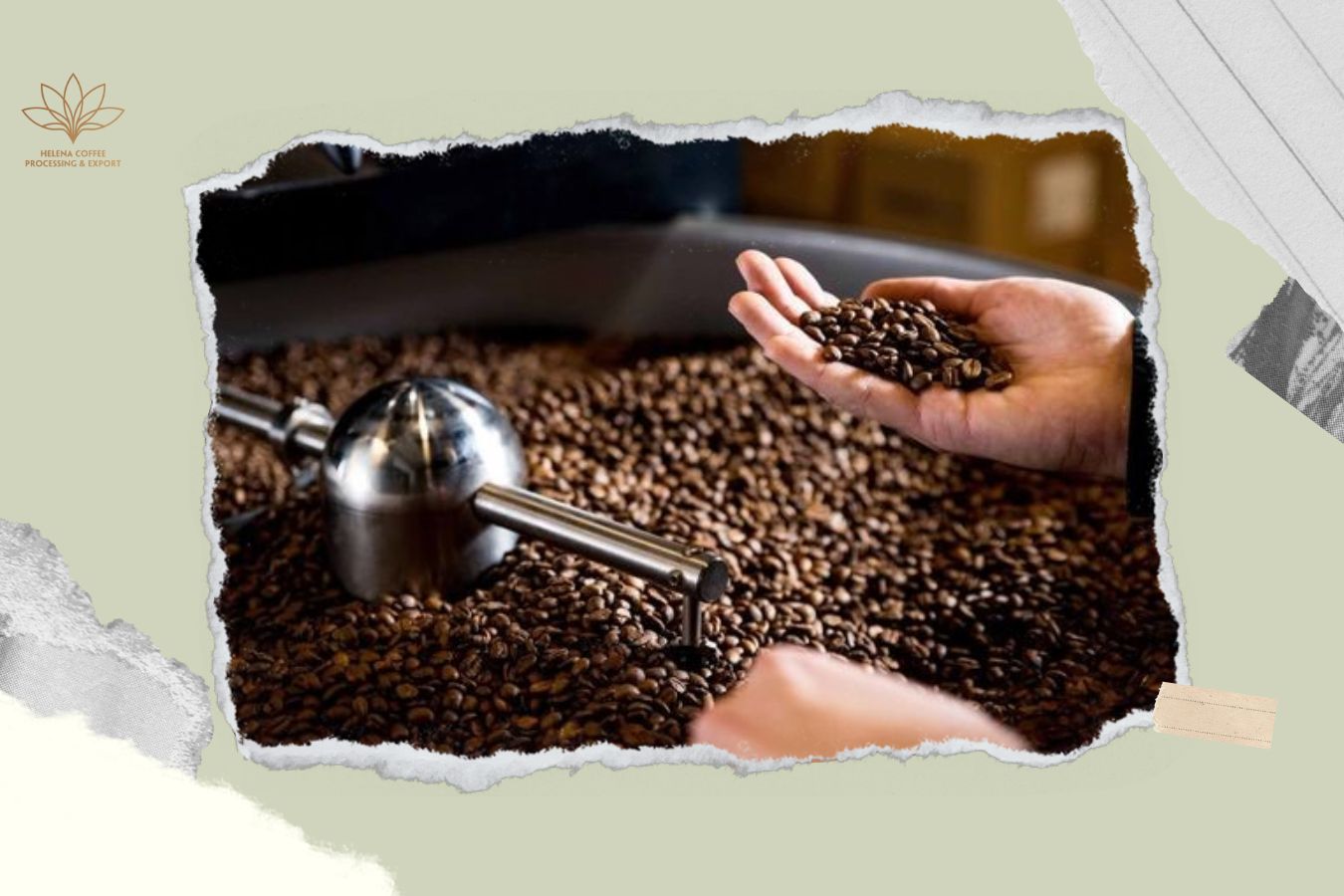 The Best Organic Coffee Beans