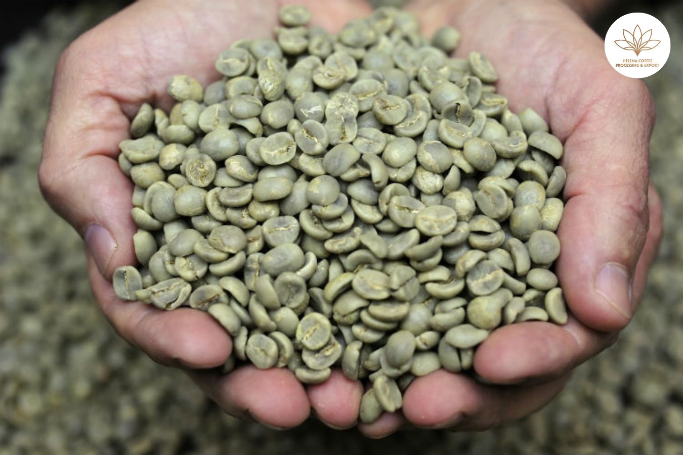 What Does Green Coffee Taste Like