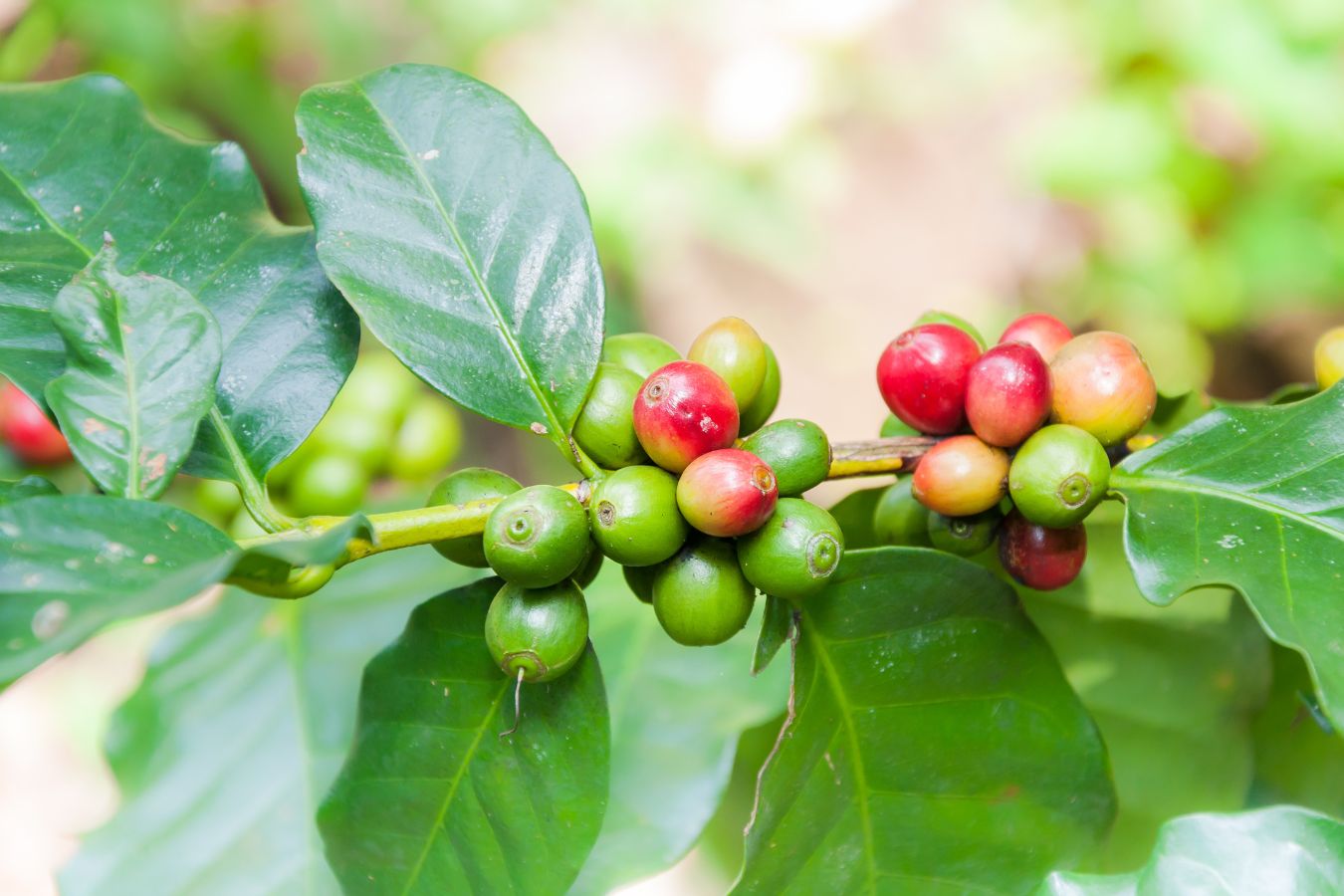 where is arabica coffee from