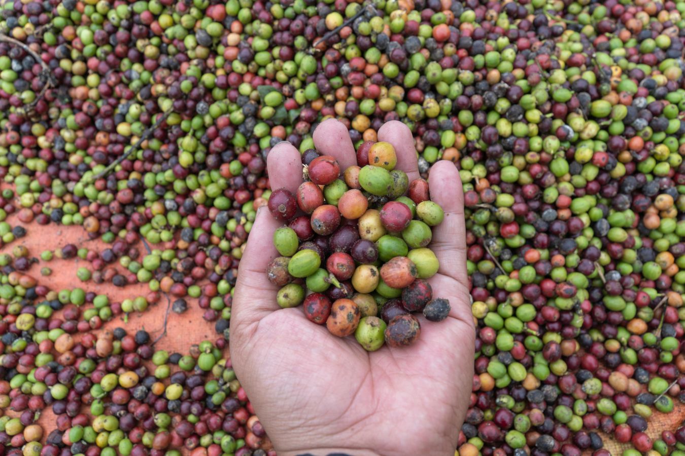 where is arabica coffee from