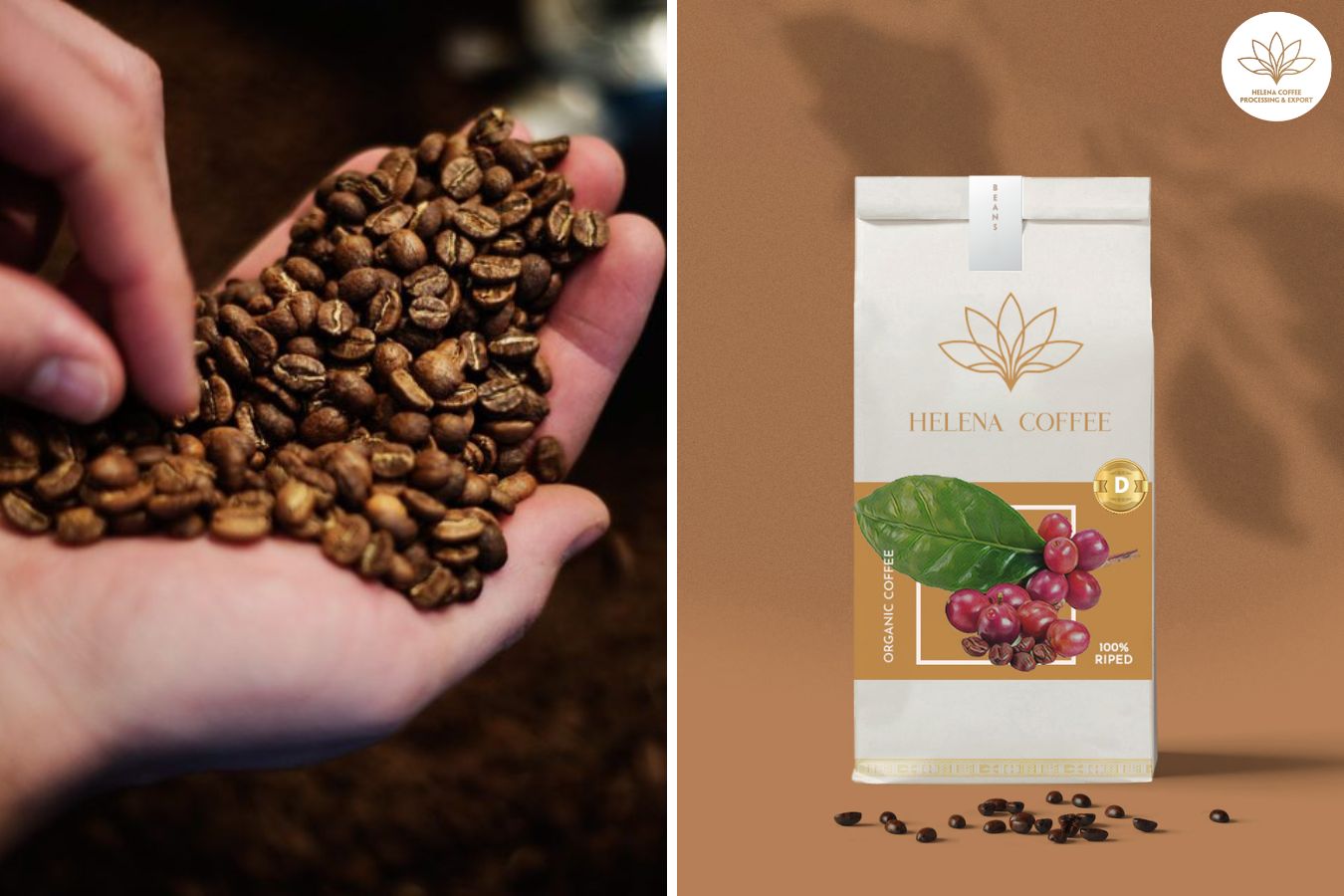 Best Coffee Beans In Europe: Top Picks from 5 Countries 2024