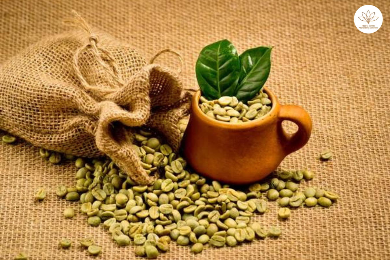 Best green coffee beans canada