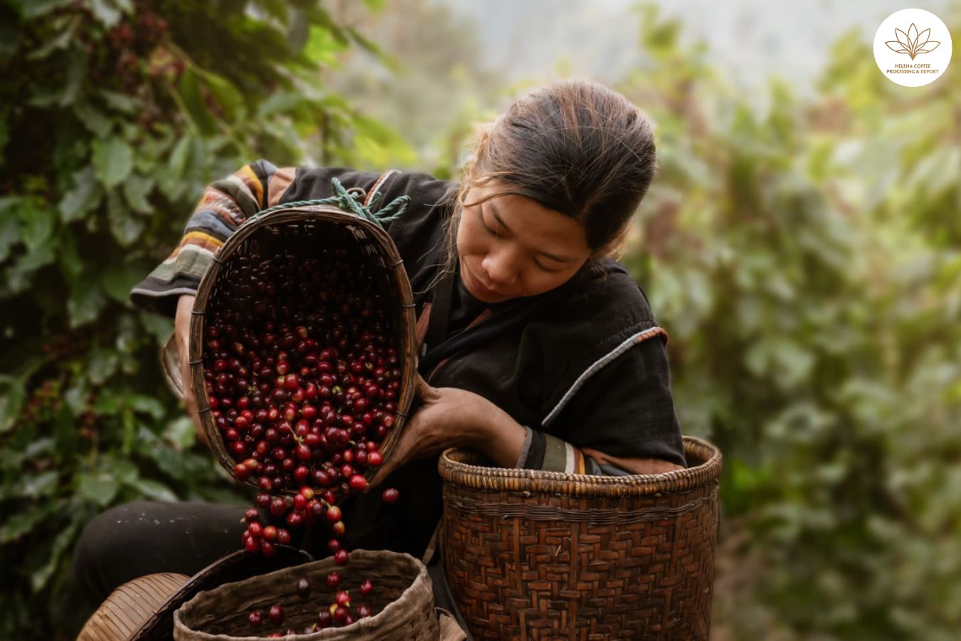Colombian coffee certifications