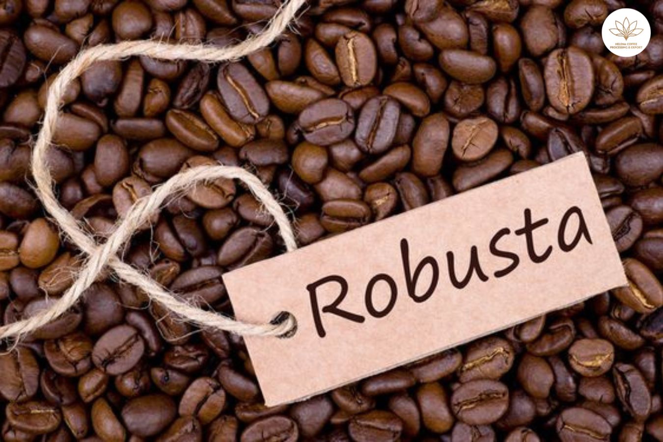 Dónde comprar granos de café Robusta