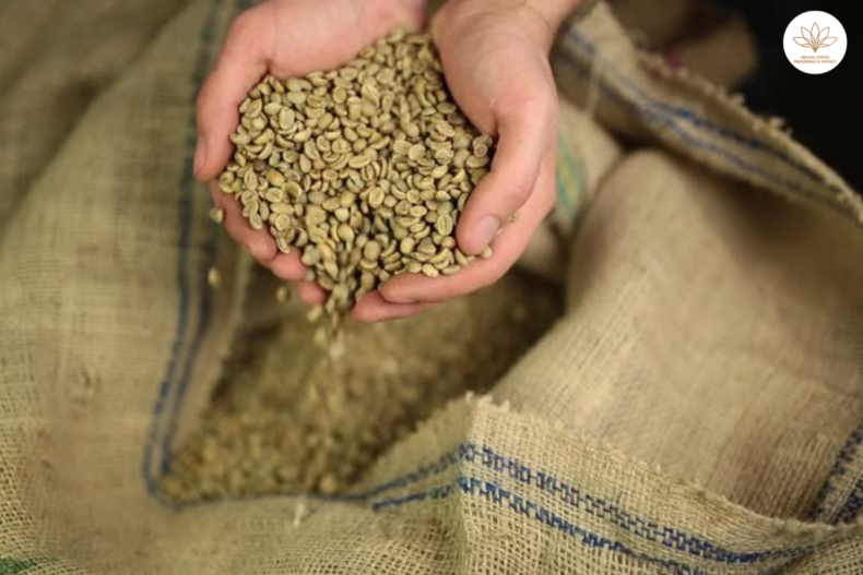 Granos de café verde de origen único