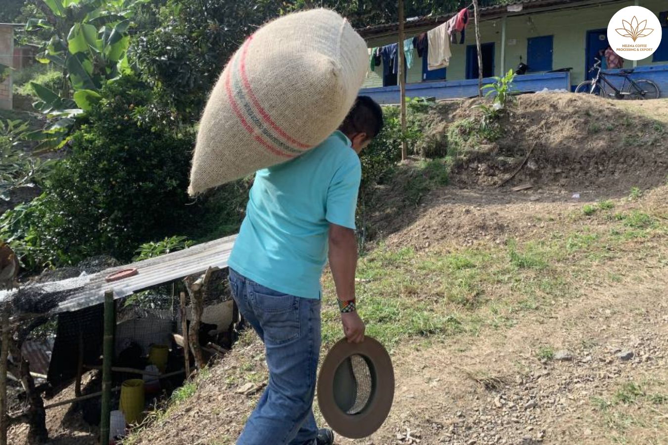 Comunidades Indígenas Productoras De Café En Colombia