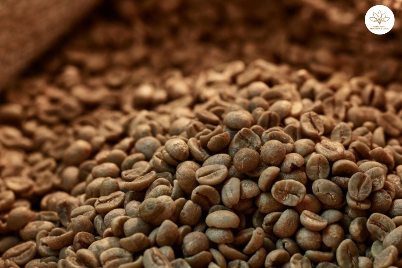 Los mejores granos de café verde del mundo