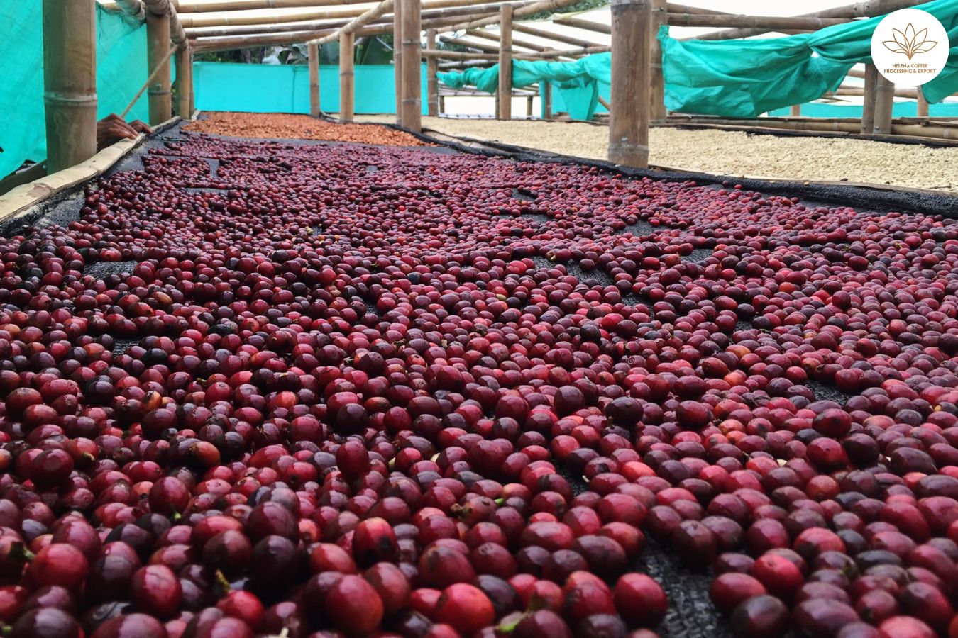 Process 700 Hours Of Dry Processing Of Coffee