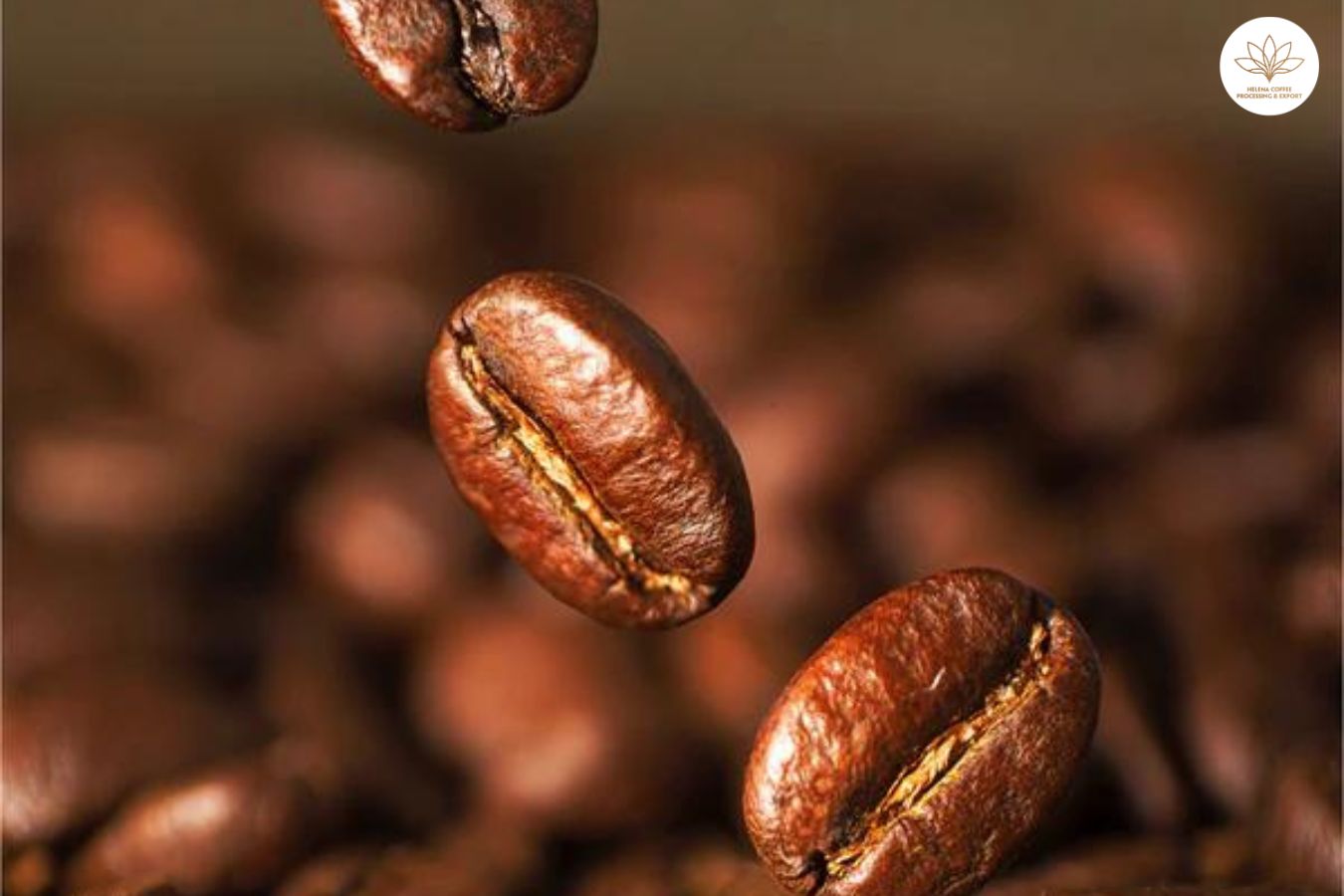 Where To Buy Robusta Coffee Beans