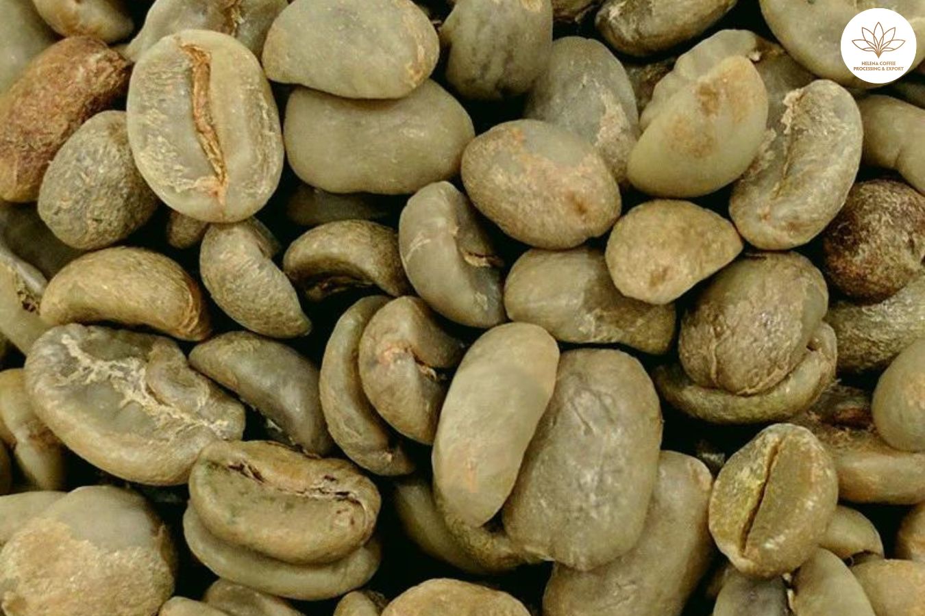 Wholesale Green Coffee Beans Canada Top Choice