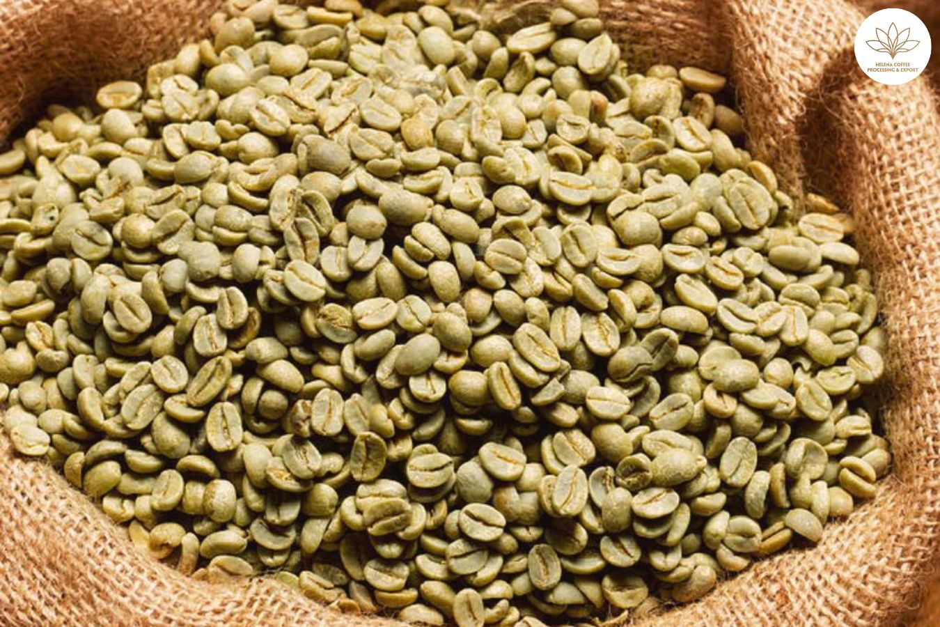 Venta al por mayor de granos de café verde, la mejor opción de Canadá