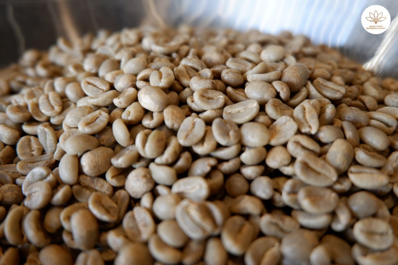 best green coffee beans canada