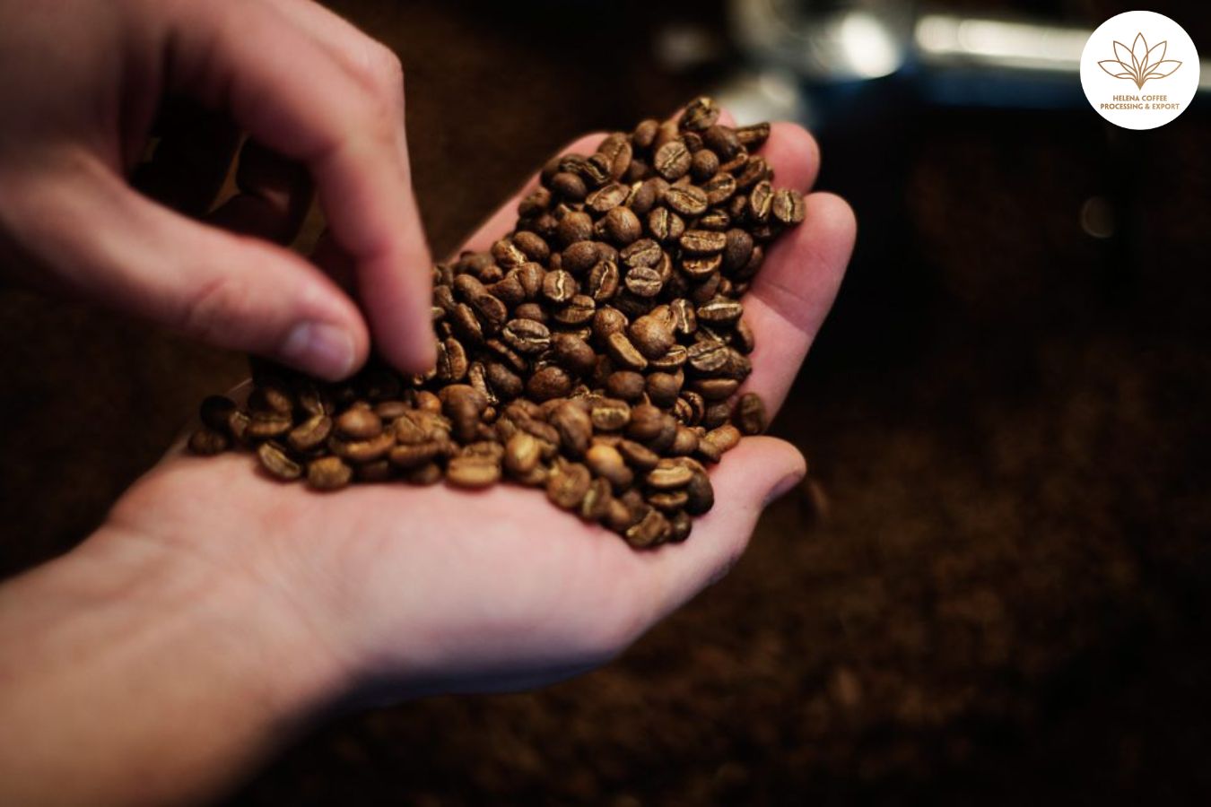 Nordiska rosterier driver innovation inom specialkaffe