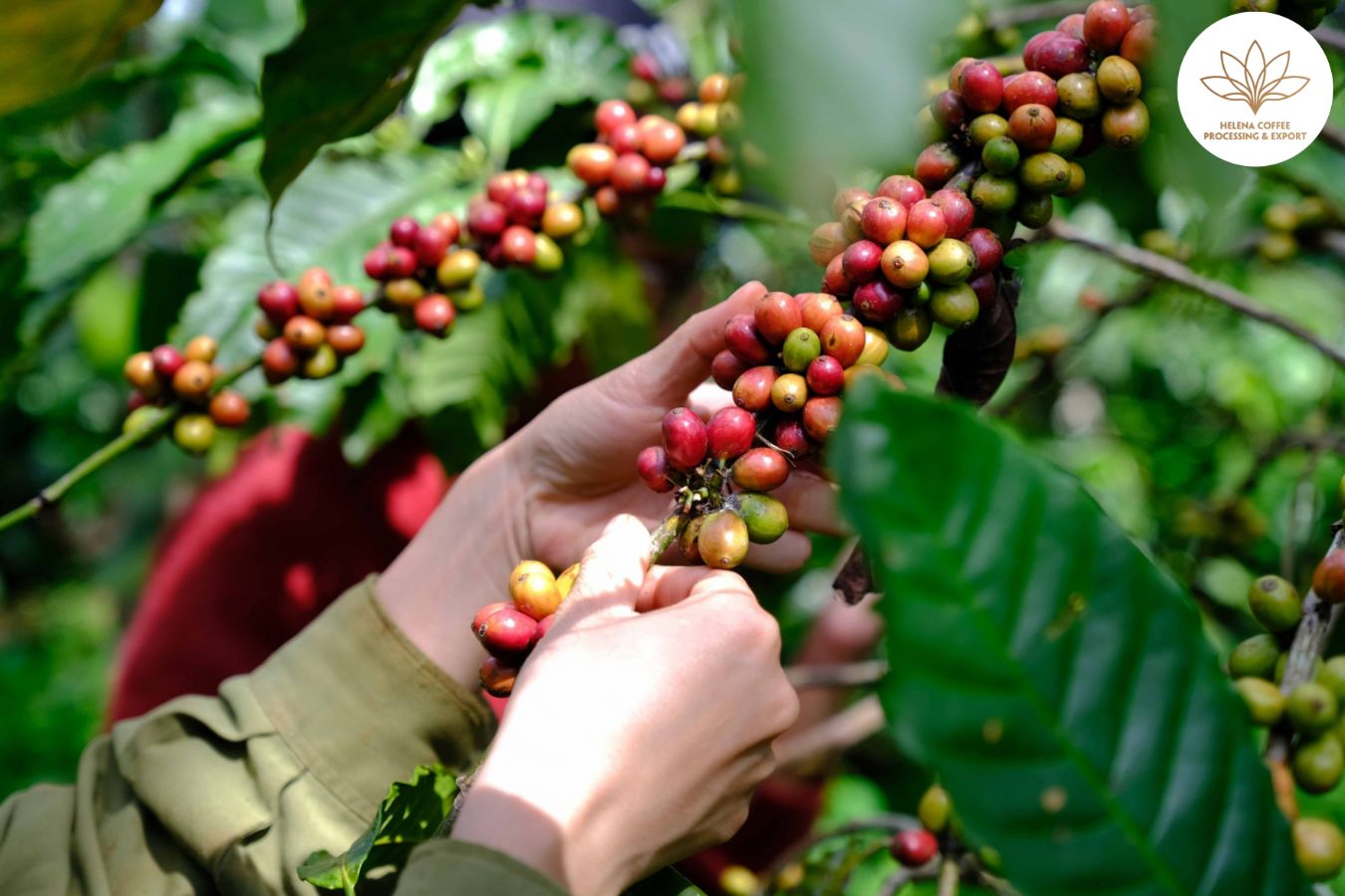 second Largest Coffee Exporter In The World