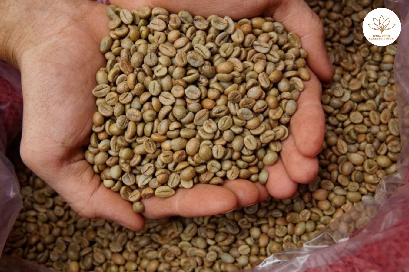 second Largest Coffee Exporter In The World