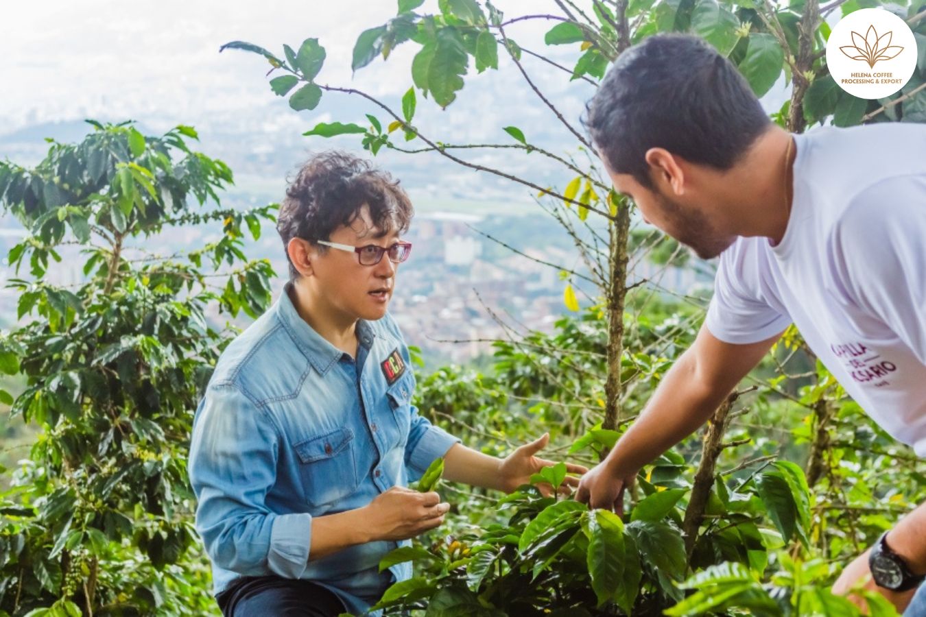 urban coffee farms in Medellín