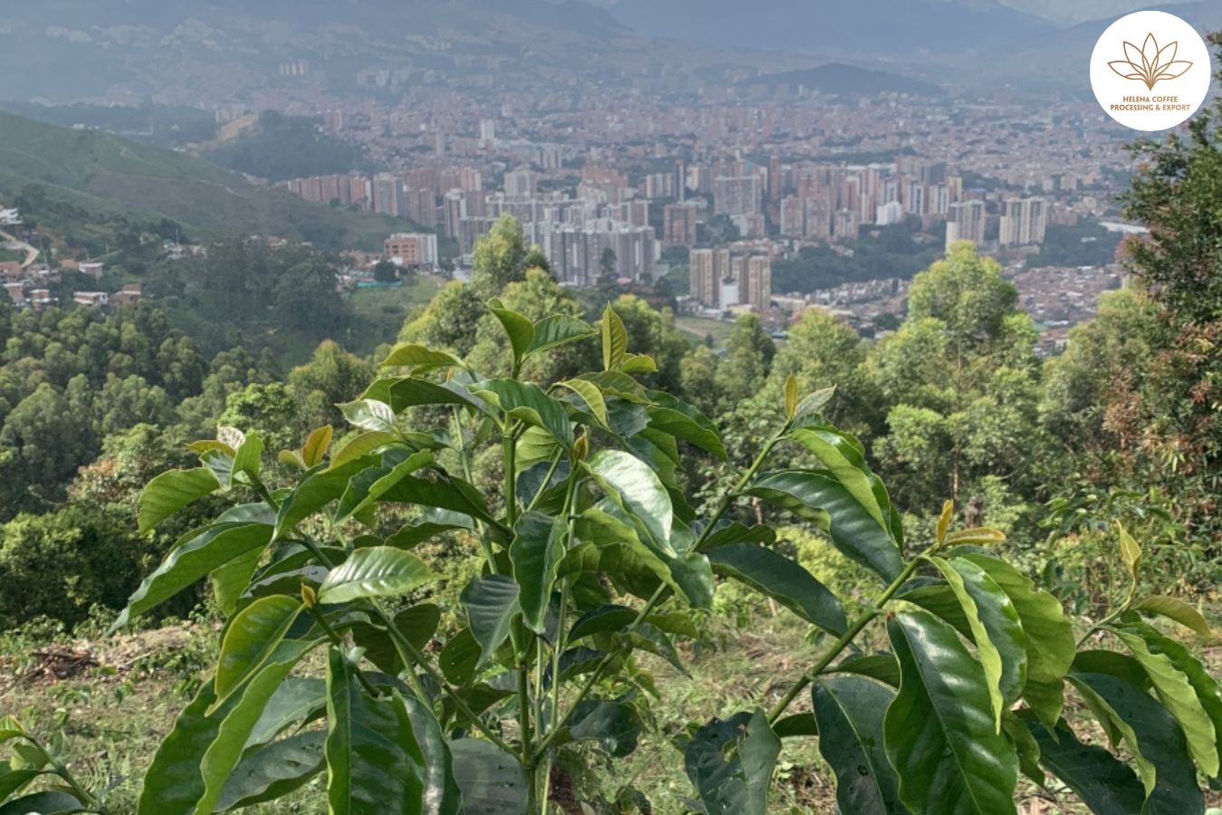 Fincas urbanas de café en Medellín