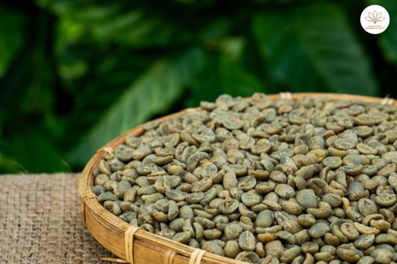 vietnam natural arabica coffee