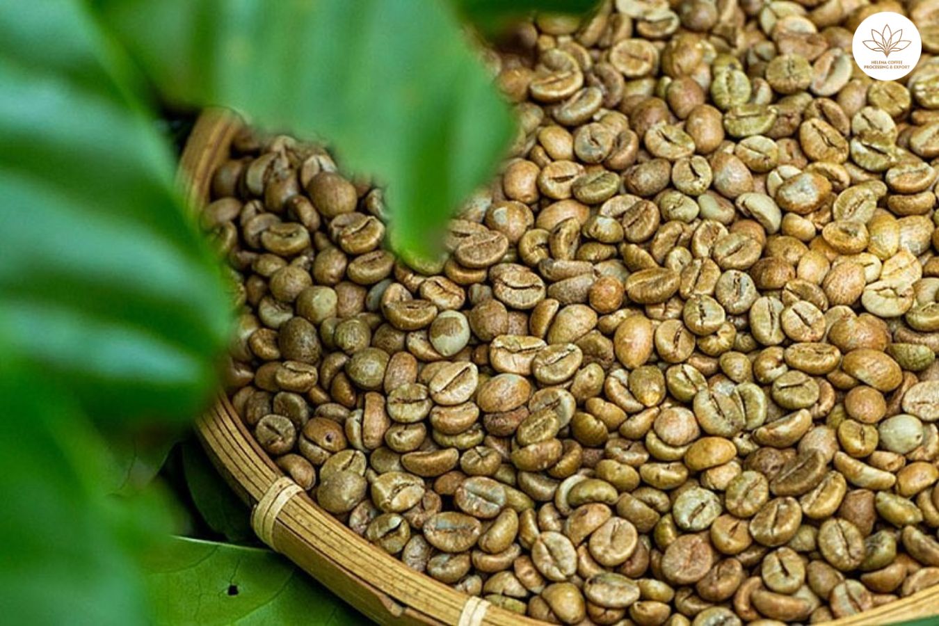vietnam natural arabica coffee