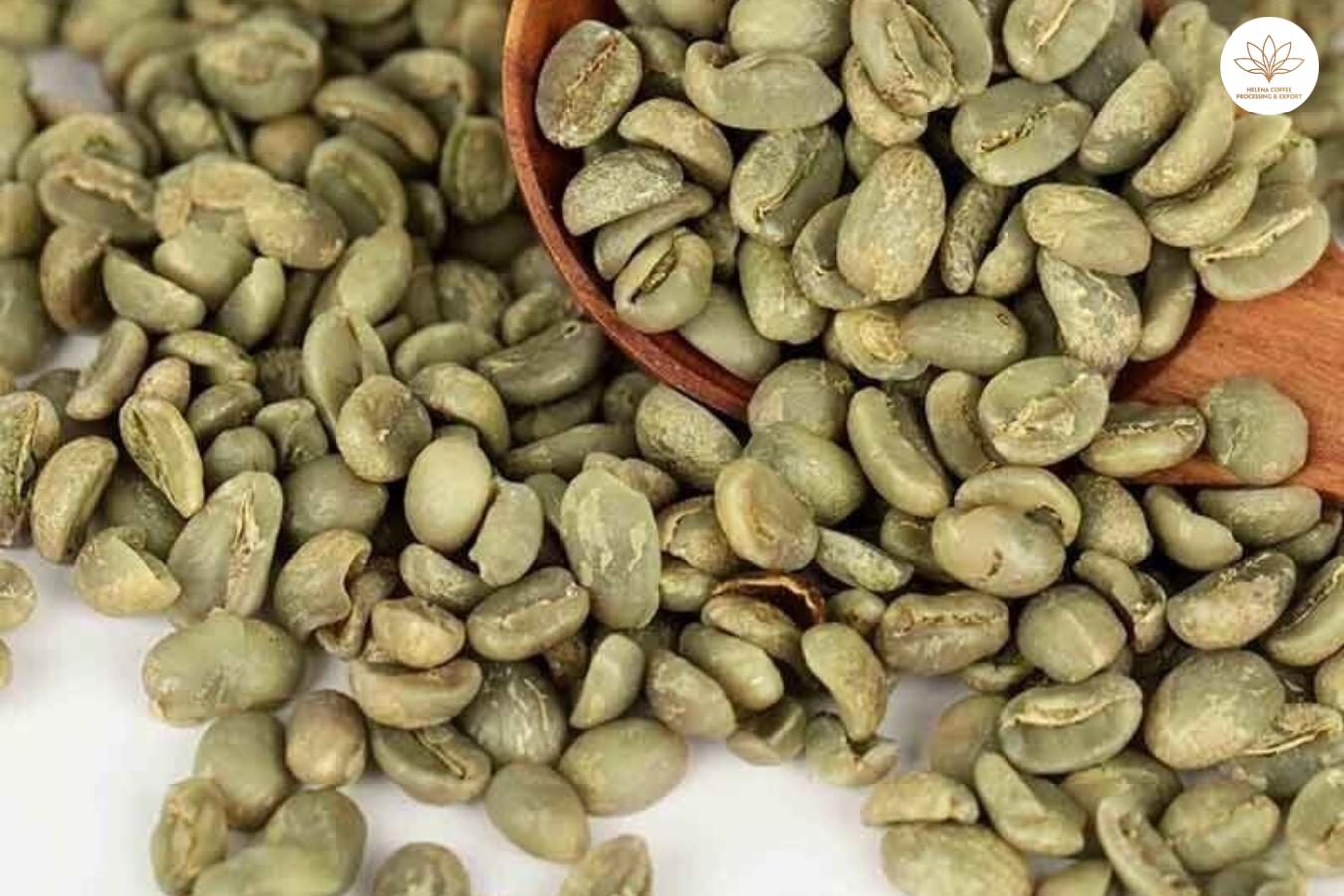 where to buy arabica green coffee beans 