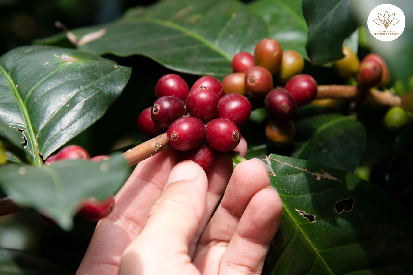 Compare the best coffee varieties today