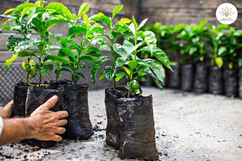 Helps coffee plants grow healthily during the rainy season